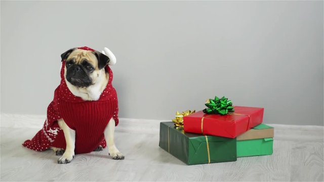 Dog of breed a Mops in a reindeer suit. The dog wearing a red-white sweater, sitting beside presents. Merry Christmas. Happy New Year.
