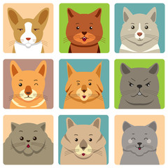 Fototapeta premium Different Cats Avatars and Expression