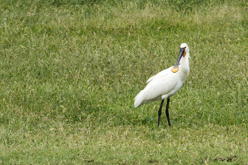 Fototapeta premium Eurasian spoonbill in National Park Hortobagy in Hungary