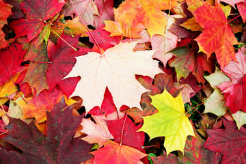 Maple falling leaves on the earth