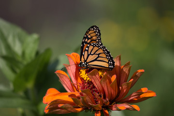 Monarch Butterfly and flowers