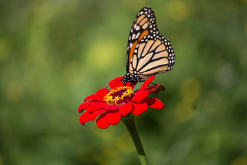 Obraz na płótnie Canvas Monarch Butterfly and flowers