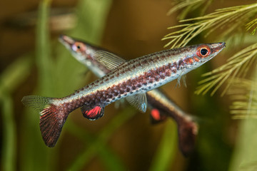 Portrait of pencil fish (Nannostomus eques) in aquarium