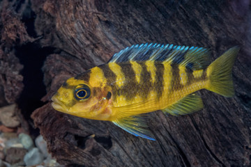 Portrait of cichlid fish (Pseudotropheus crabro) in aquarium - 121982178