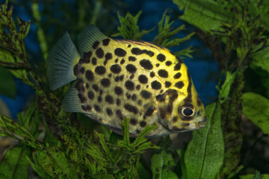 Portrait (Scatophagus argus) fish in aquarium