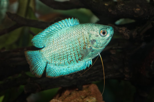 Portrait of fish from genus Trichogaster (Colisa) in aquarium