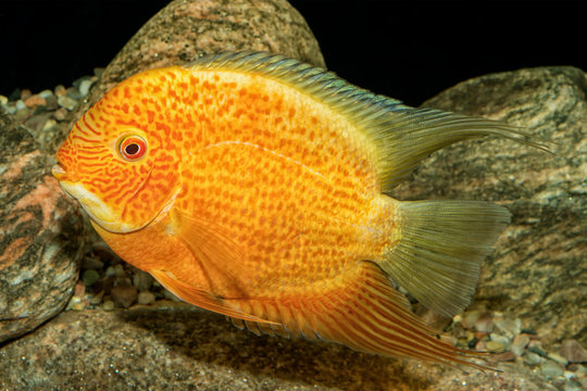 Portrait of cichlid fish (Heros severus) in aquarium