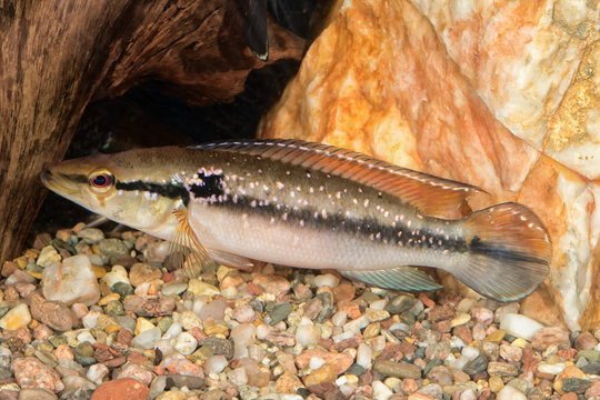 Portrait of cichlid fish (Crenicichla saxatilis) in aquarium
