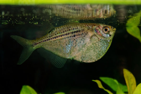 Portrait of tetra fish (Gasteropelecus sternicla) in aquarium