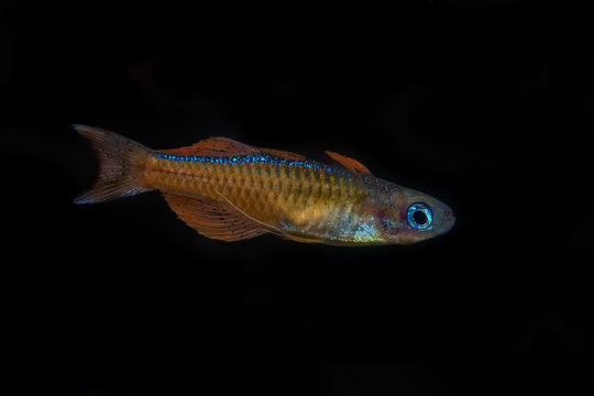 Portrait of blue-eye fish (Pseudomugil luminatus) in aquarium