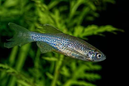 Portrait of barb fish (Danio rerio "Danio frankei) in aquarium
