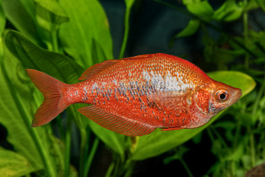 Portrait of rainbow fish (Glossolepis incisus) in aquarium