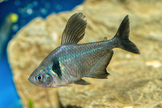 Portrait of tetra fish (Hyphessobrycon megalopterus) in aquarium