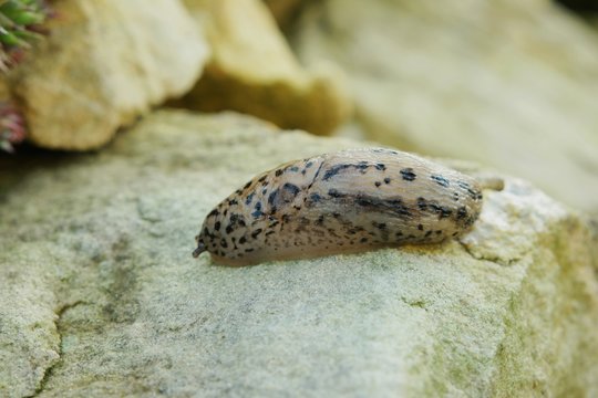 tigerschnegel I