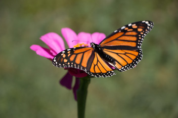 Monarch Butterfly and flowers