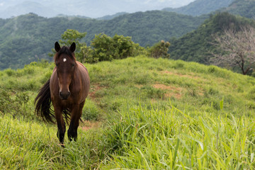 Horse walking through a hilly meadow