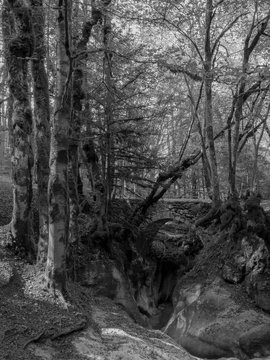 Fototapeta Bridge in the forest