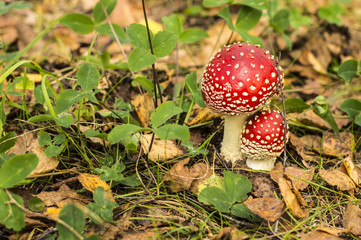 Грибочки мухоморы посреди полянки