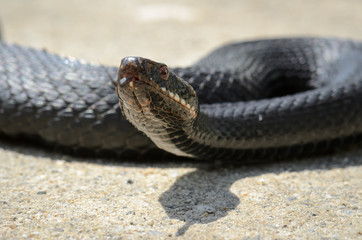 Vipera berus - nikolskii