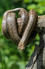 Naklejka premium Smooth snake on tree