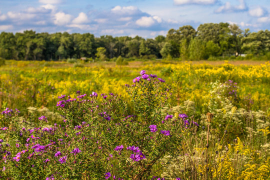 Restored prairie in September bloom at Middlefork Savanna, Lake County, IL