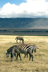 Fototapeta na wymiar Africa Zebra Safari