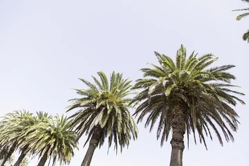 Cercles muraux Palmier Tropical palm Trees