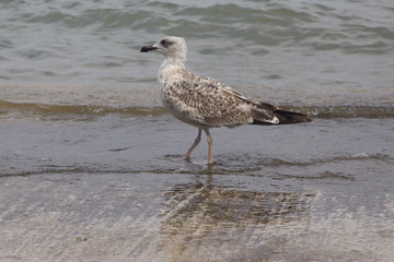 Seagull on the cost