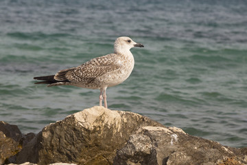 Seagull on the stone