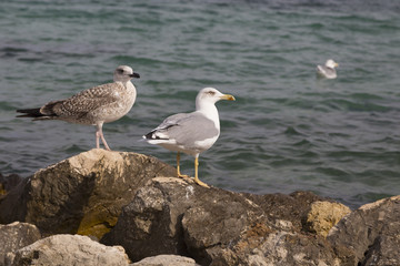 Seagull on the cost