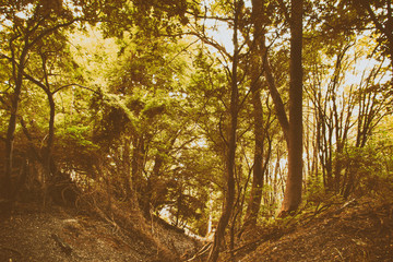 View through English woodland in the summer
