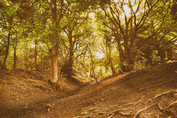 View through English woodland in the summer