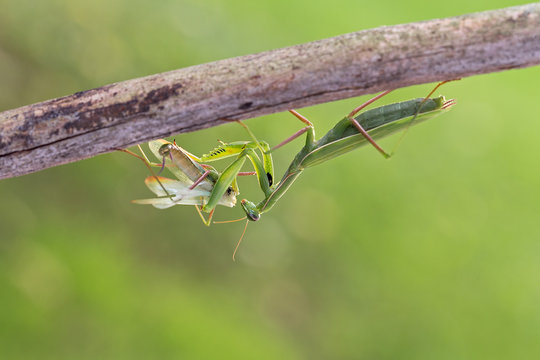 Praying mantis - female after mating eat male