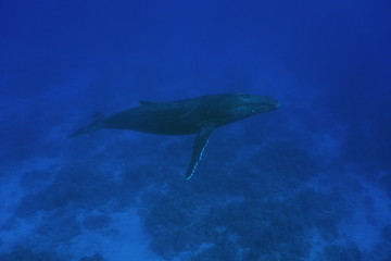 Fototapeta premium A humpback whale Megaptera novaeangliae underwater