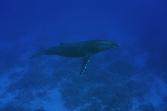 A humpback whale Megaptera novaeangliae underwater
