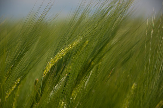 Ear of wheat