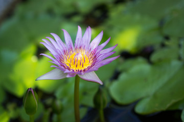 Lotus in water