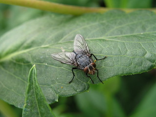 Fly