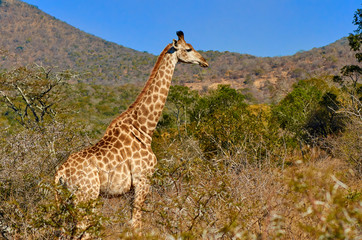 Single giraffe in african savannah. Hilly dry scrub  landscape