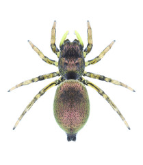 Spider Heliophanus auratus on a white background