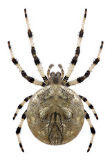 Spider Araneus quadratus on a white background