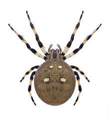 Spider Araneus quadratus on a white background