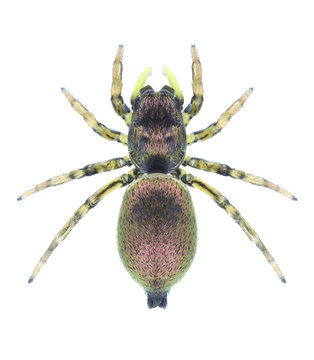 Spider Heliophanus auratus on a white background