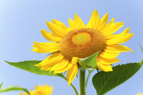 The sunflower closeup background and texture