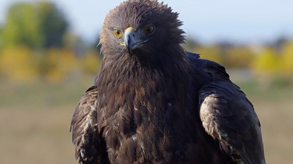 Пушистый орел смотрит в даль