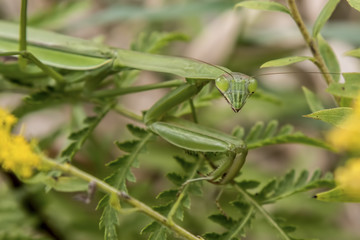 preying mantis looking at me