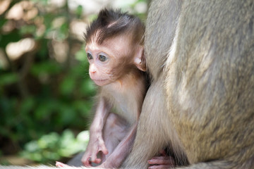 サルの親子の愛