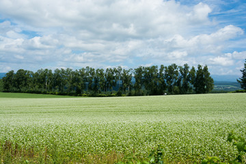 Obraz premium ソバ畑