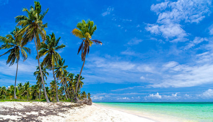 Wild beach with white sand and palm trees