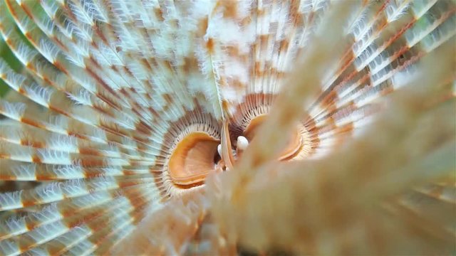 Underwater marine life, closeup video of a magnificent feather duster worm, Sabellastarte magnifica, Caribbean sea

